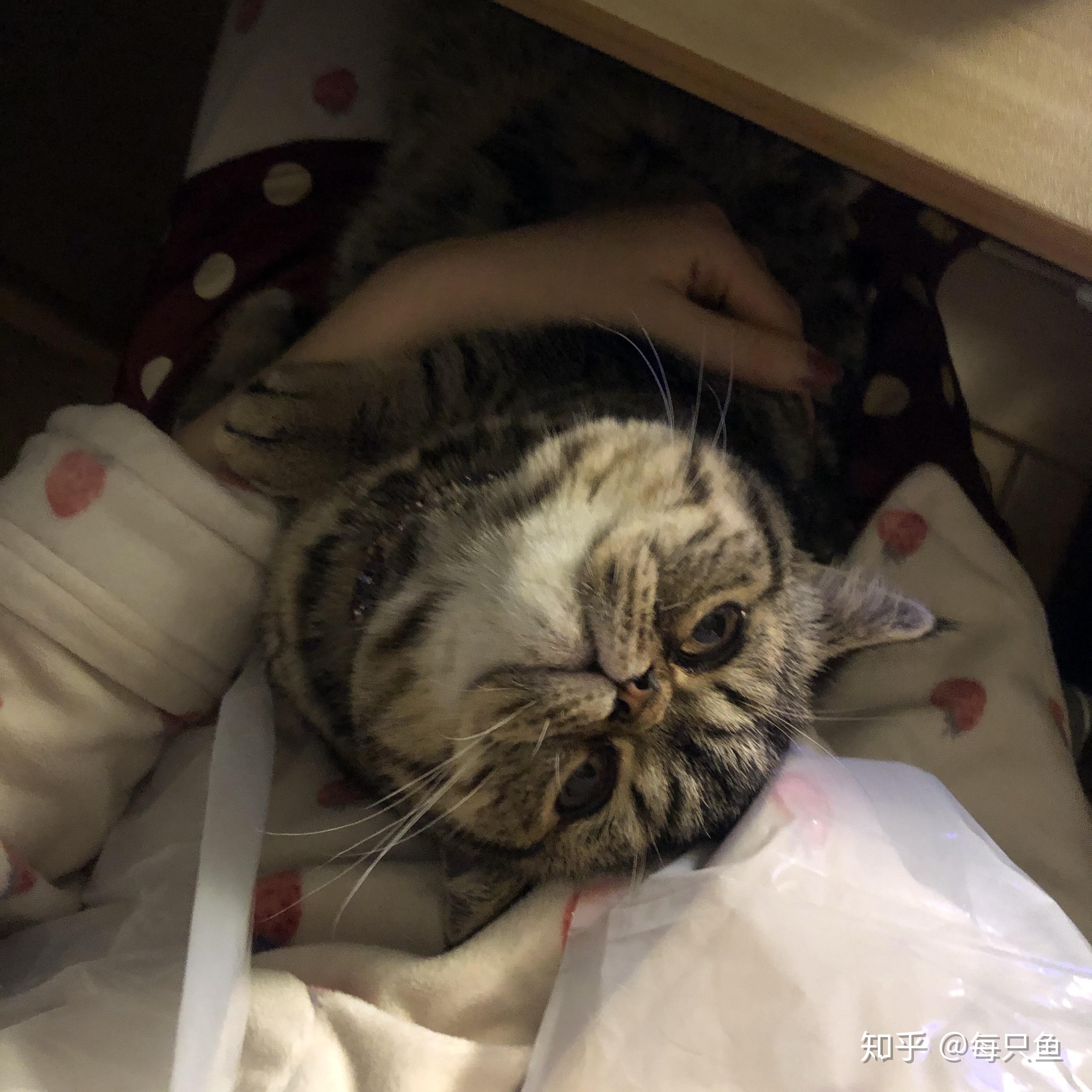 lulu是什么品种的猫