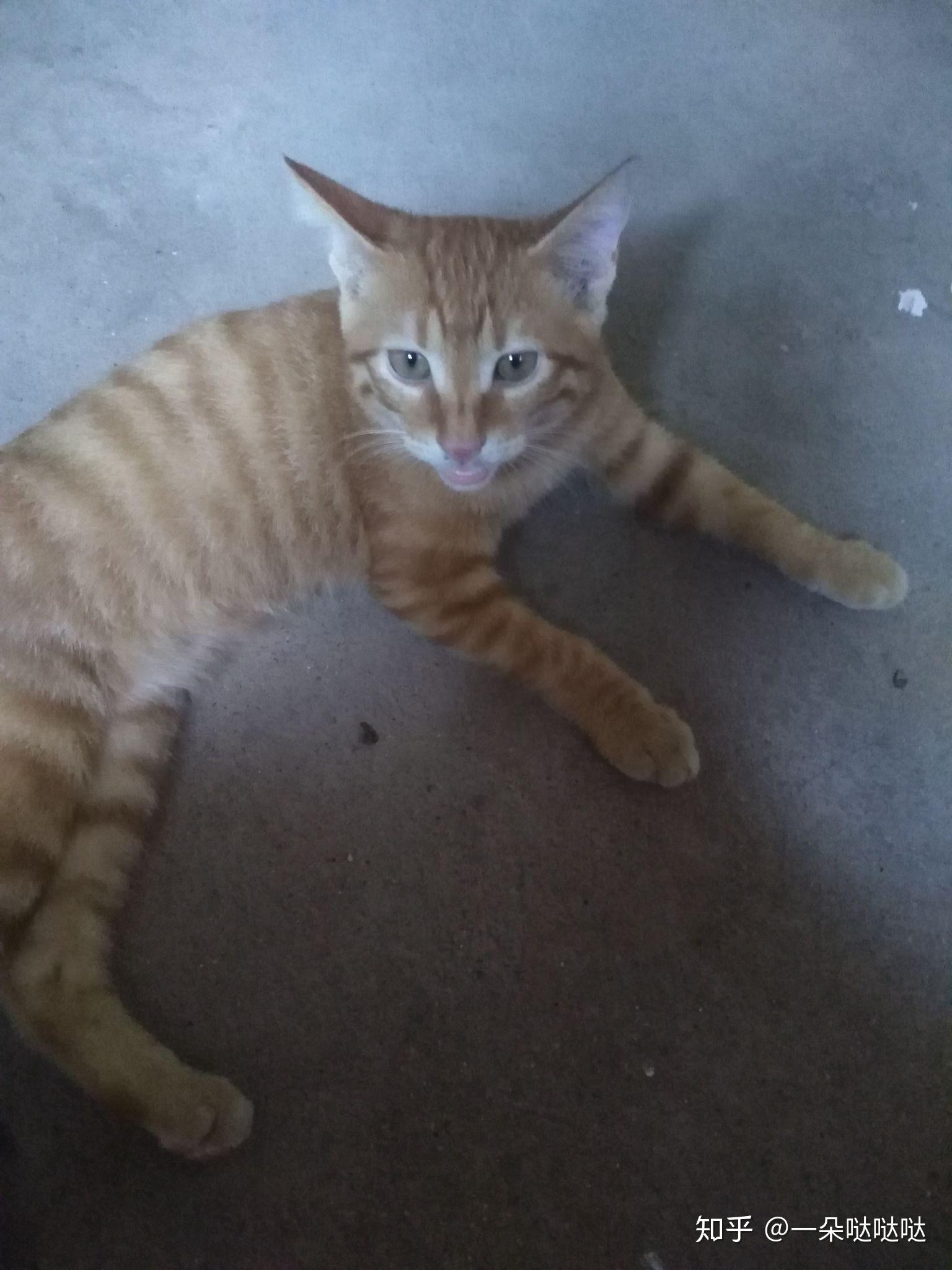 橘猫和黄狸猫有什么区别吗