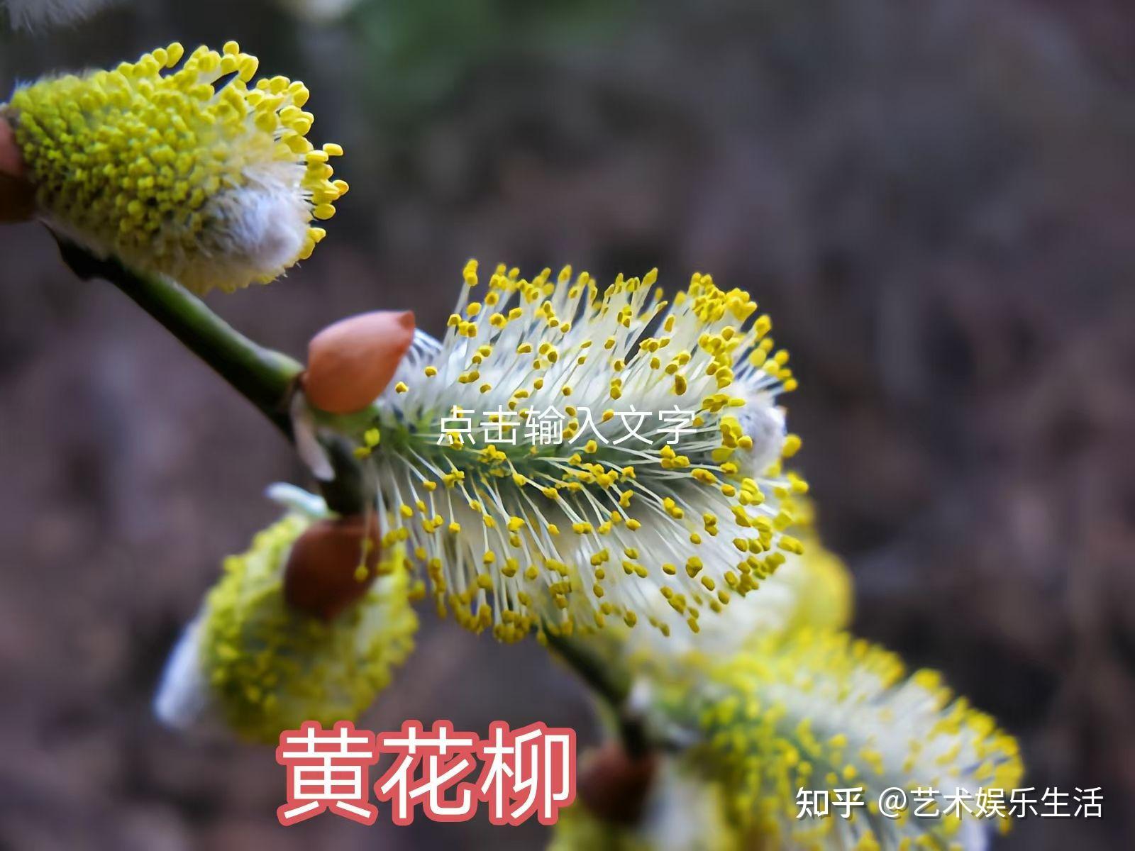 杨柳科植物有哪些 - 知乎