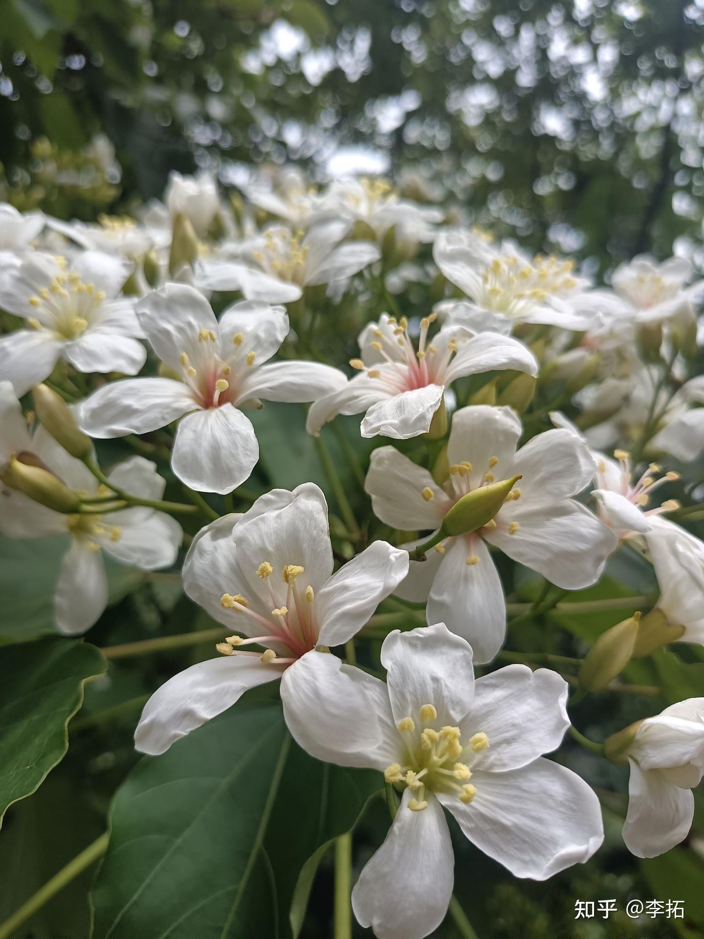 木油桐花开 - 知乎