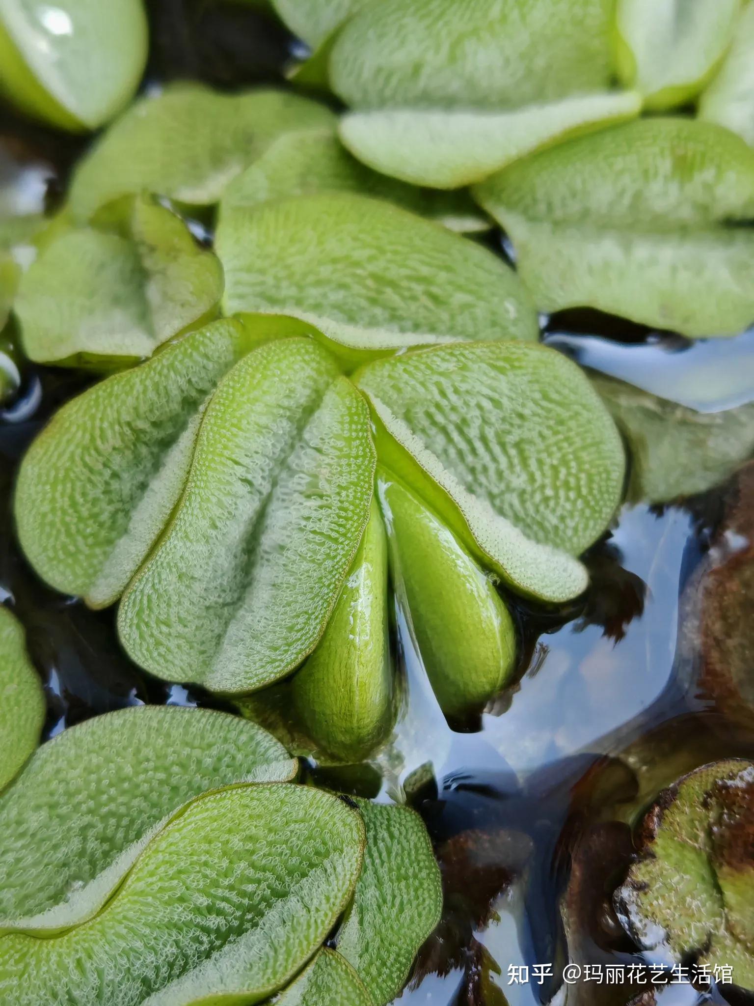 漂浮植物槐叶萍,可净化水质,轻松打造水生生态鱼缸 - 知乎