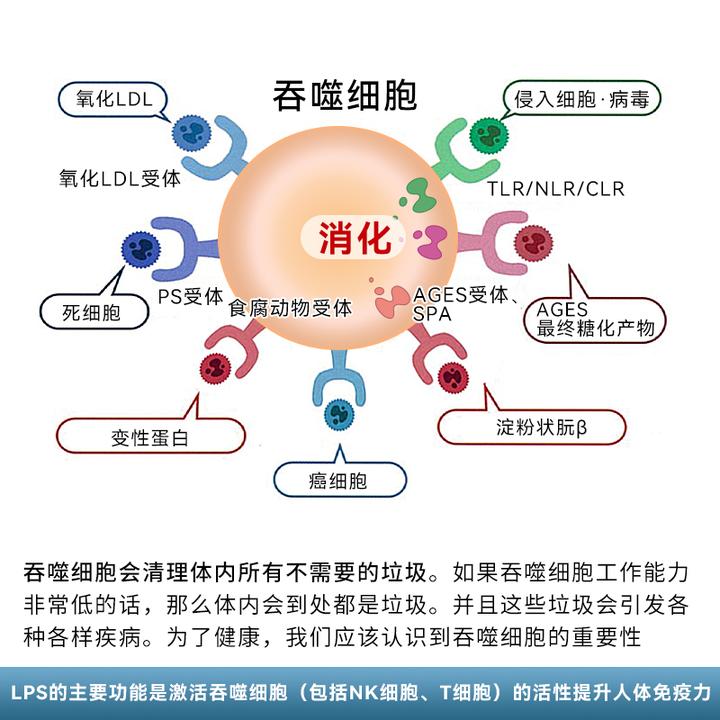 脂多糖lps的作用机理
