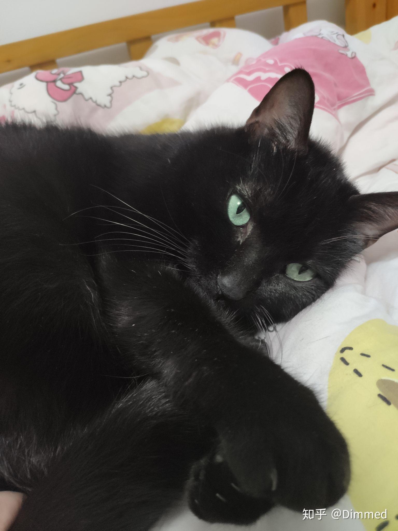 为什么黑猫眼睛都是黄的