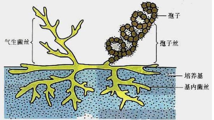 【地球生物全系列——从单细胞到人类】细菌界—放线菌门 - 知乎
