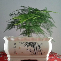 告诉你几个养护盆栽香松的秘诀，别再把它养枯萎了 - 知乎