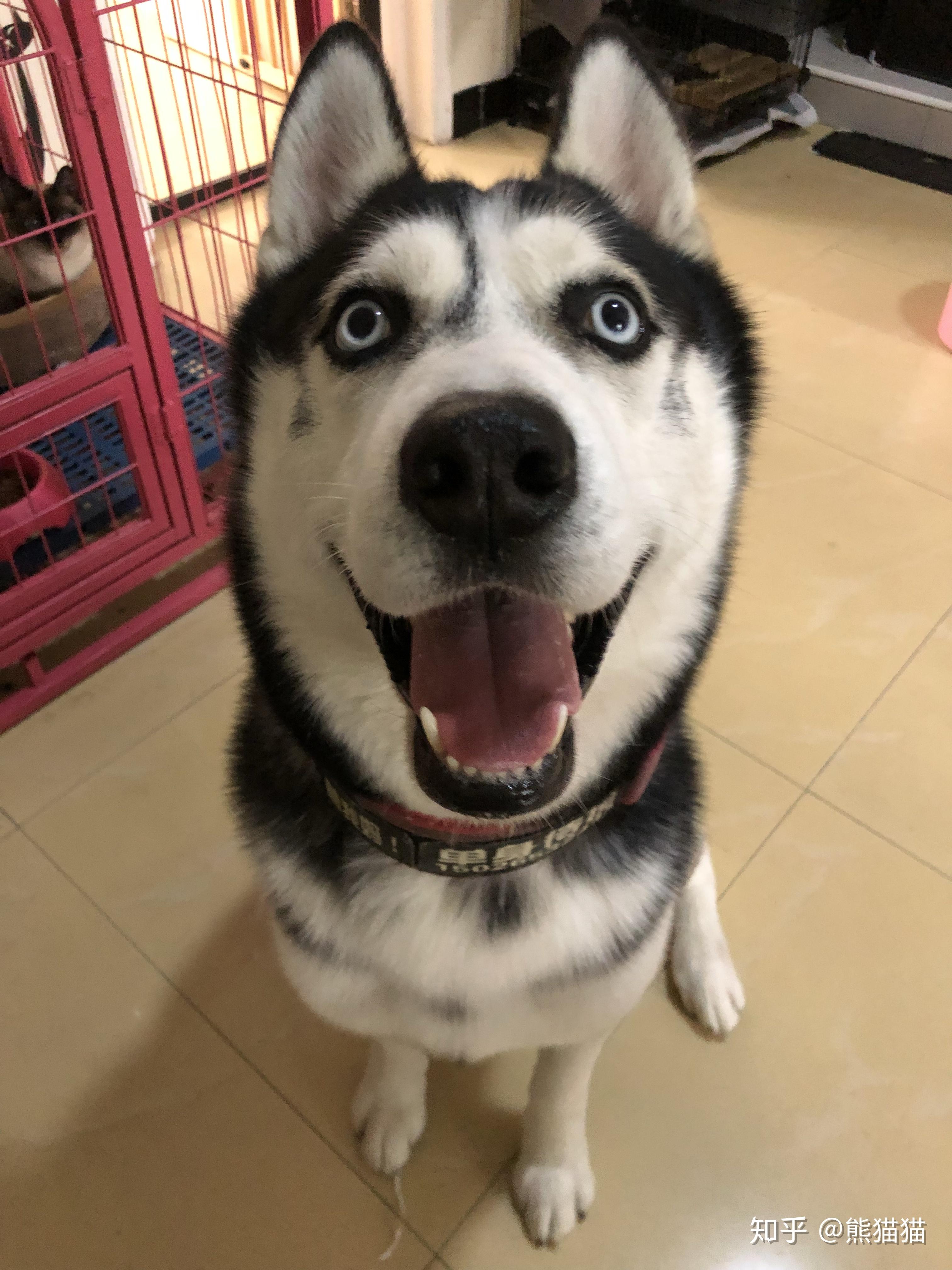 哈士奇傻吗? - 知乎
