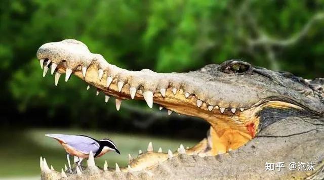 燕千鸟鳄鱼身上寻找小虫吃,还进入鳄鱼的口腔中,啄食残留的鱼,蚌,蛙