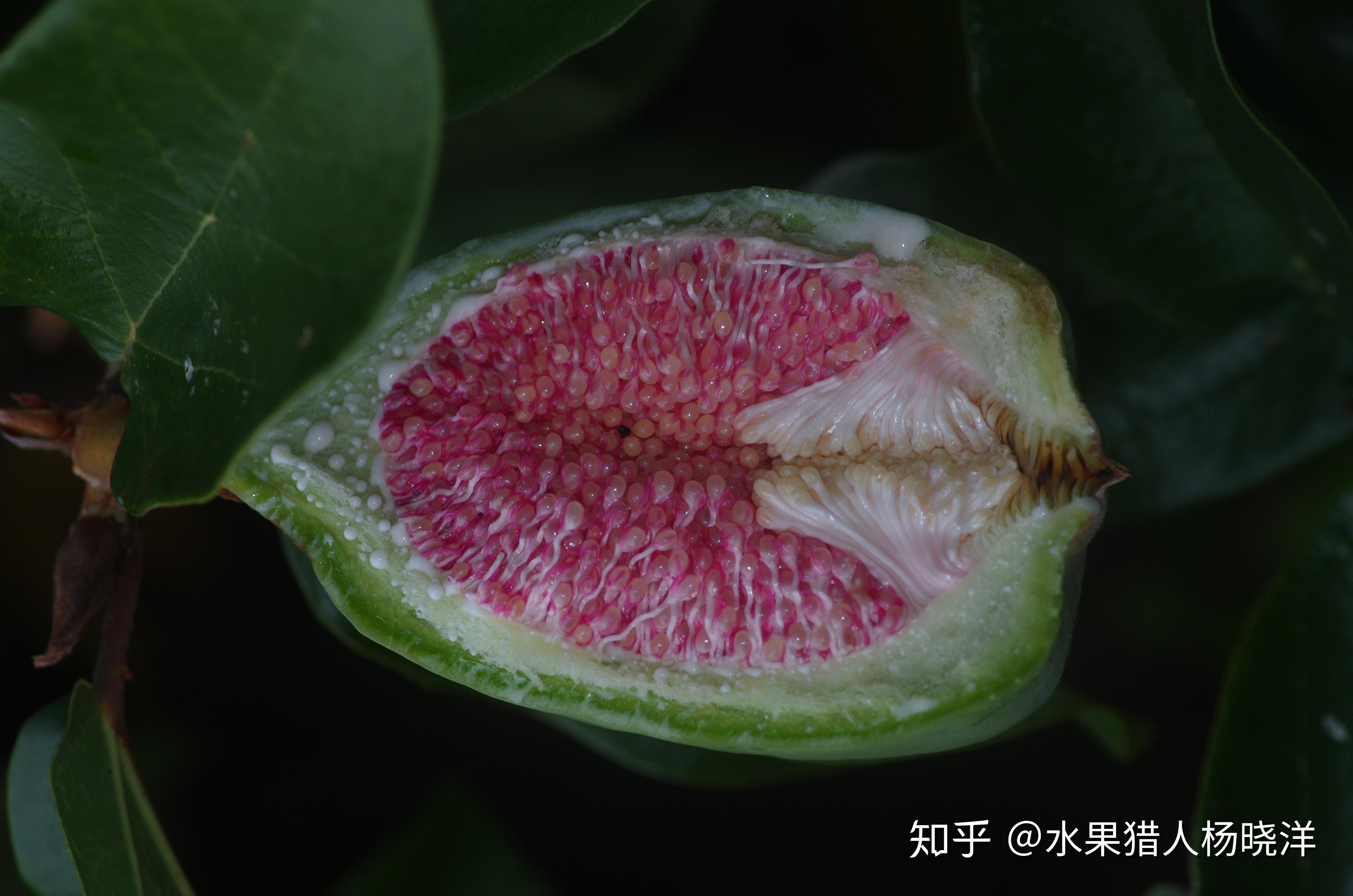 凉粉果和台湾讲的爱玉是一种吗?如何利用凉粉果做凉粉? - 知乎