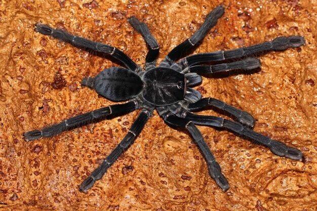 物种小谈|苏拉威西黑地老虎捕鸟蛛