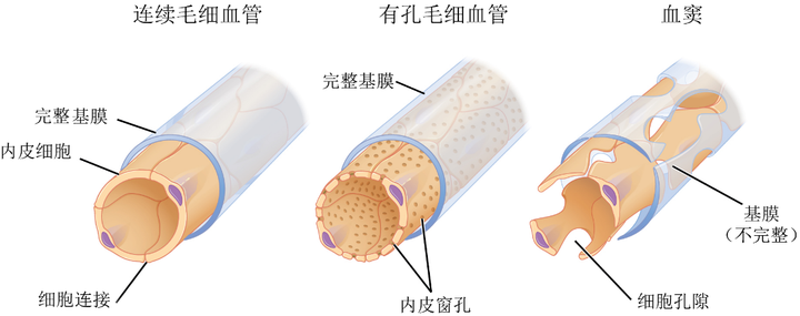 毛细血管的超微结构