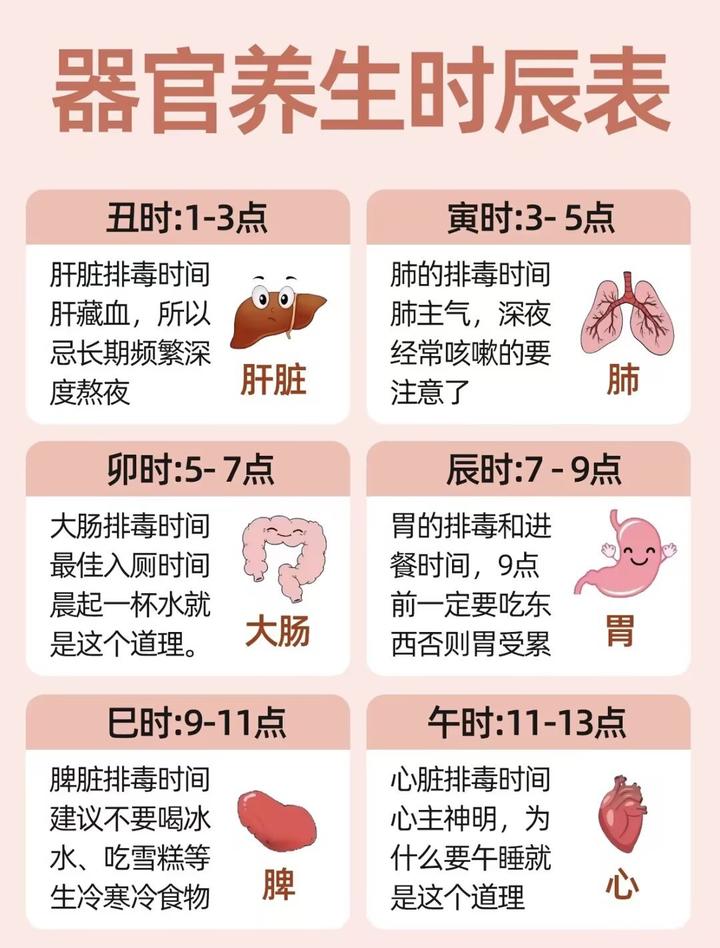 器官养生时辰表 - 知乎