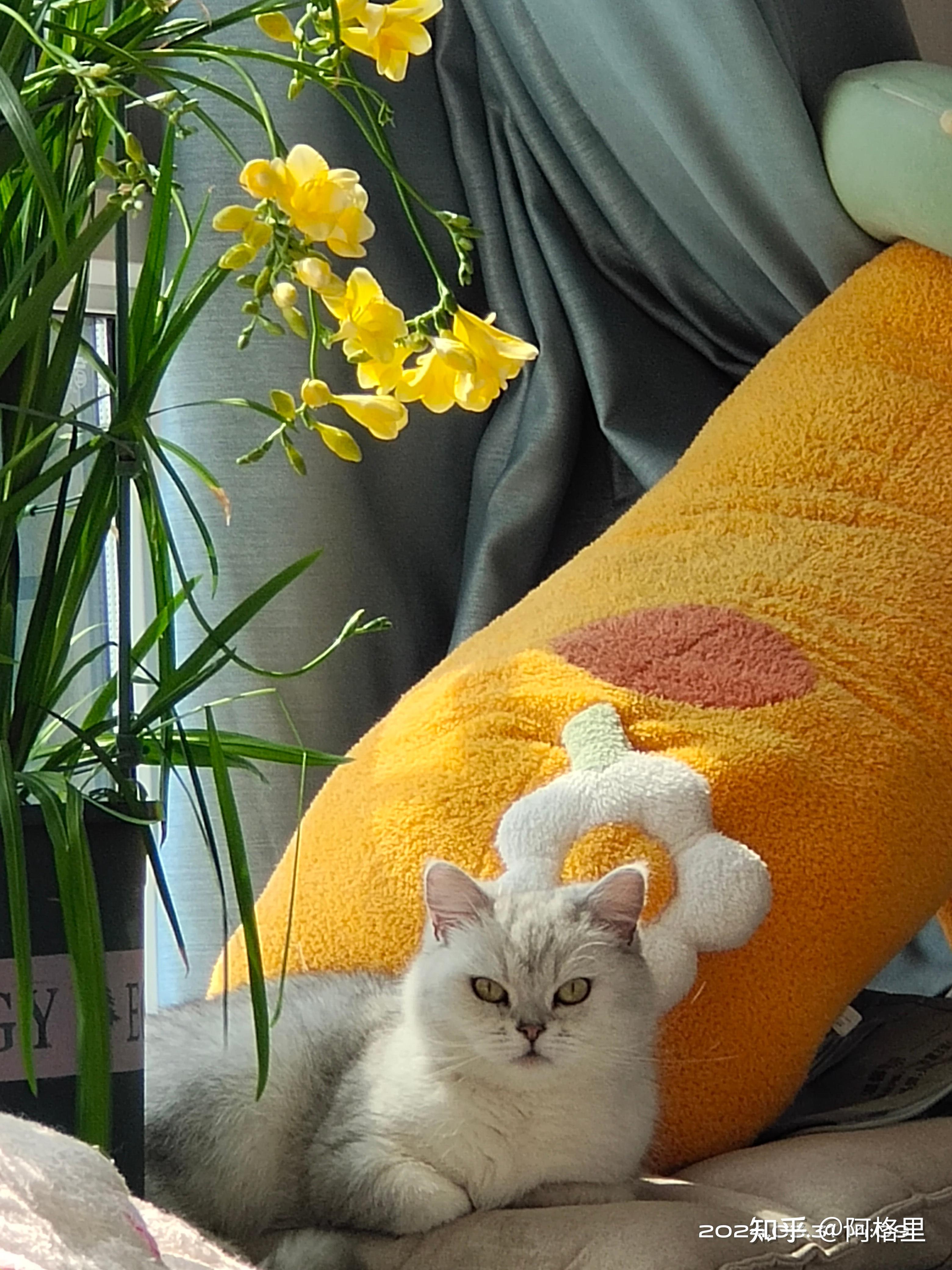 如果失去猫后,还会不会继续养猫? - 知乎
