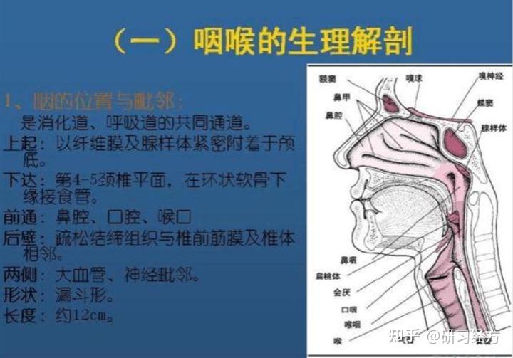 “咽喉干燥者,不可发汗”学习心得 - 知乎