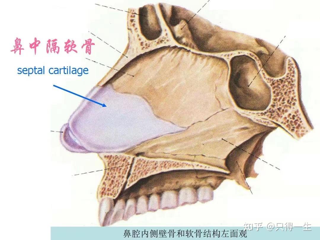 鼻骨骨折及鼻中隔骨折，伤情鉴定会是轻伤二级吗？ - 知乎