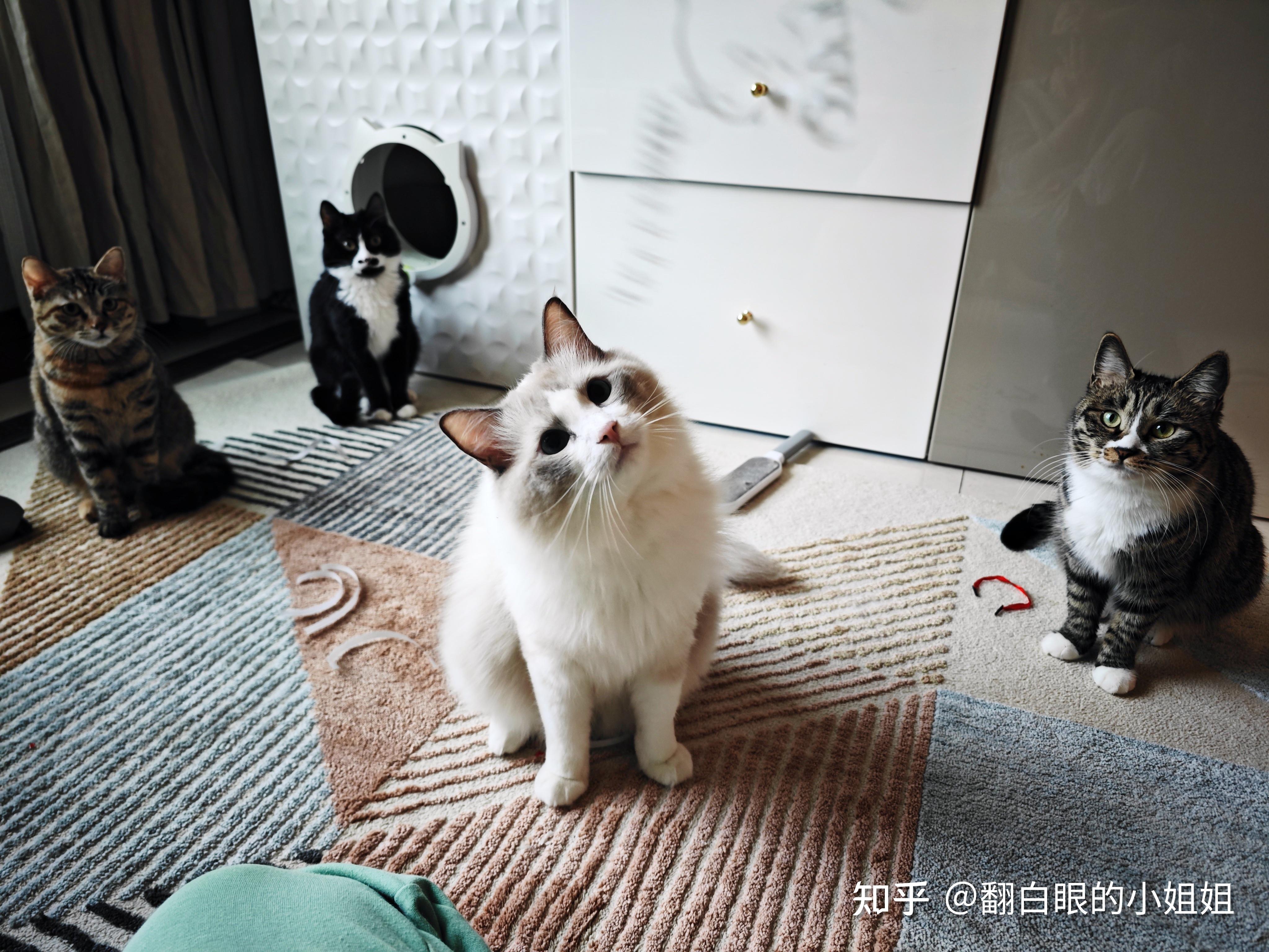 开猫咖真的容易倒闭吗? - 知乎
