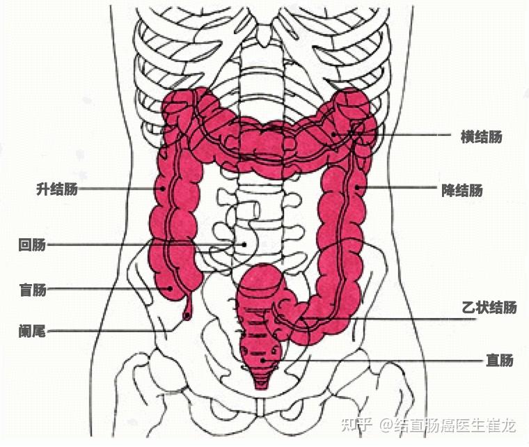 人为什么要有升结肠这个反牛顿器官
