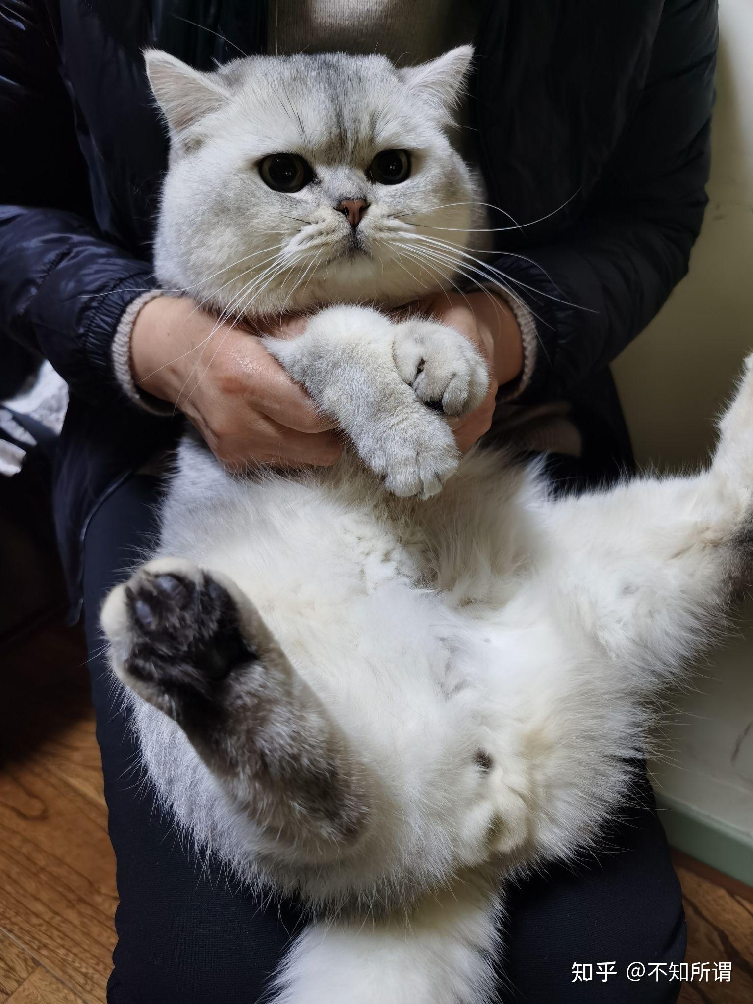 蓝猫和银渐层能配出什么样的小猫