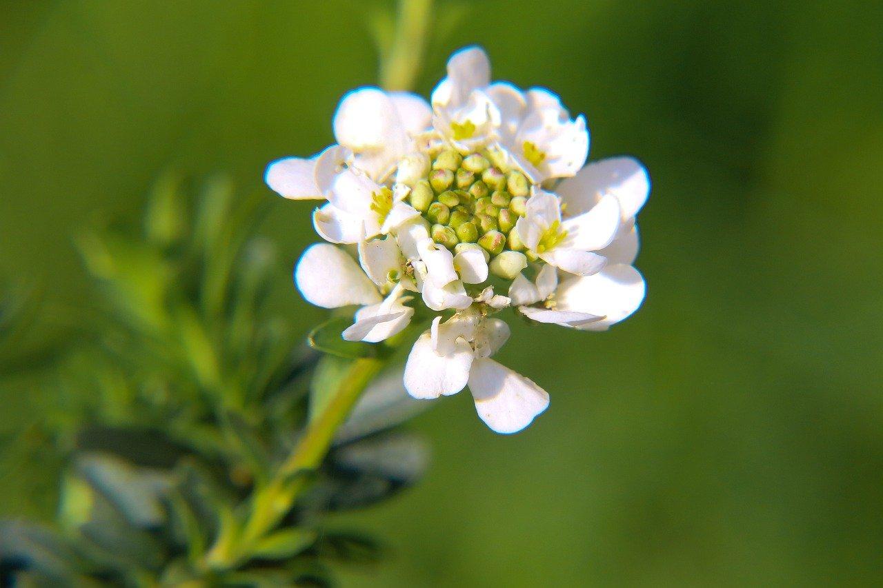 山楂皮有什么作用