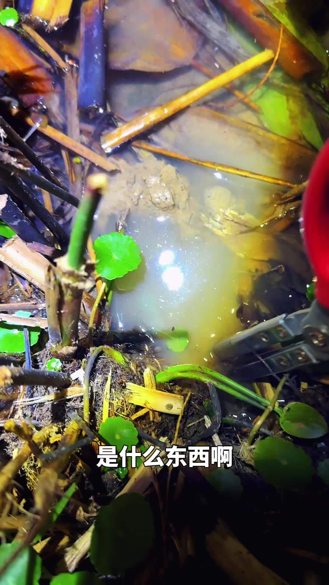 探秘小龙虾洞