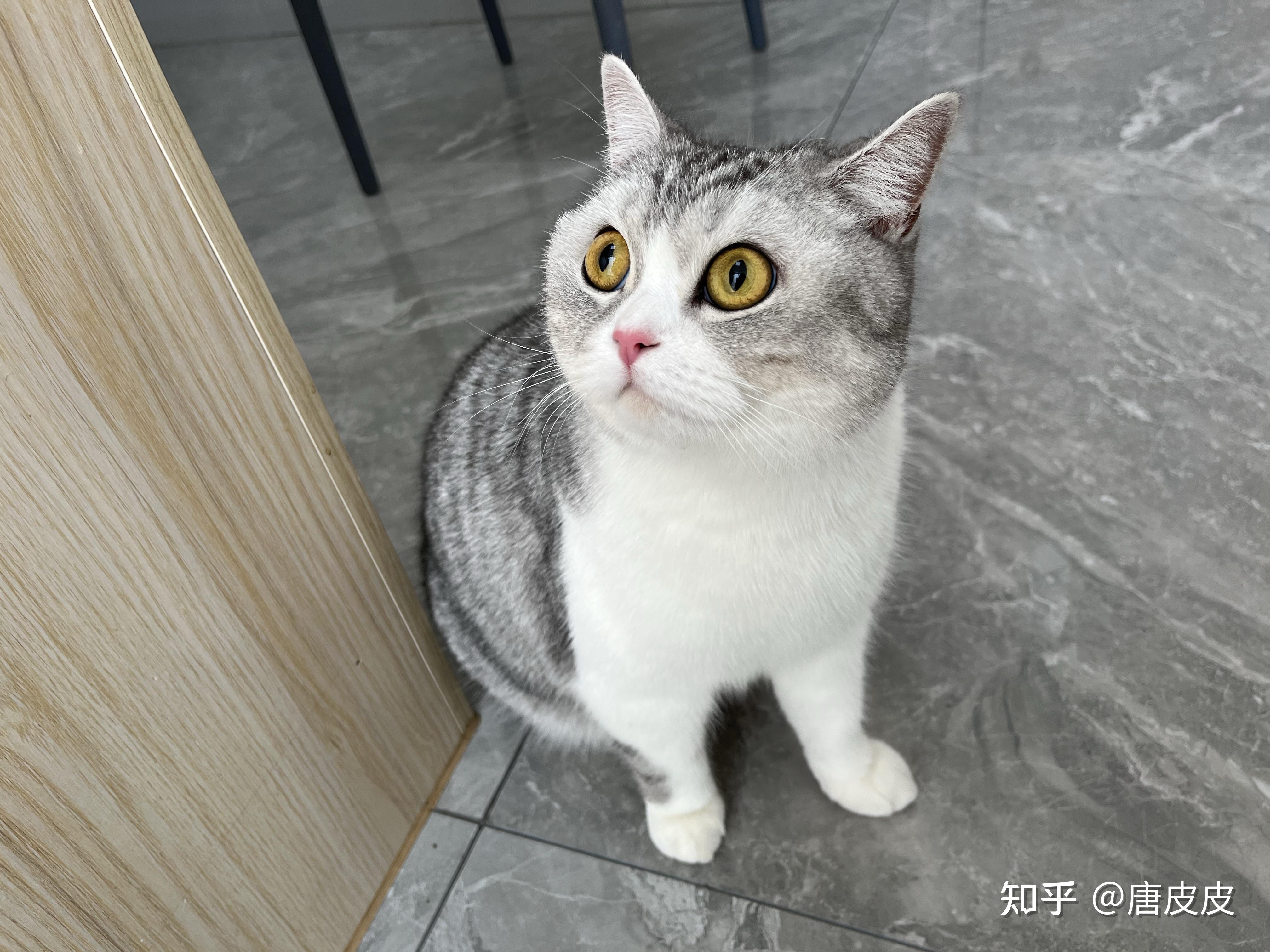 蓝白英短和银渐层交配会是什么颜色?