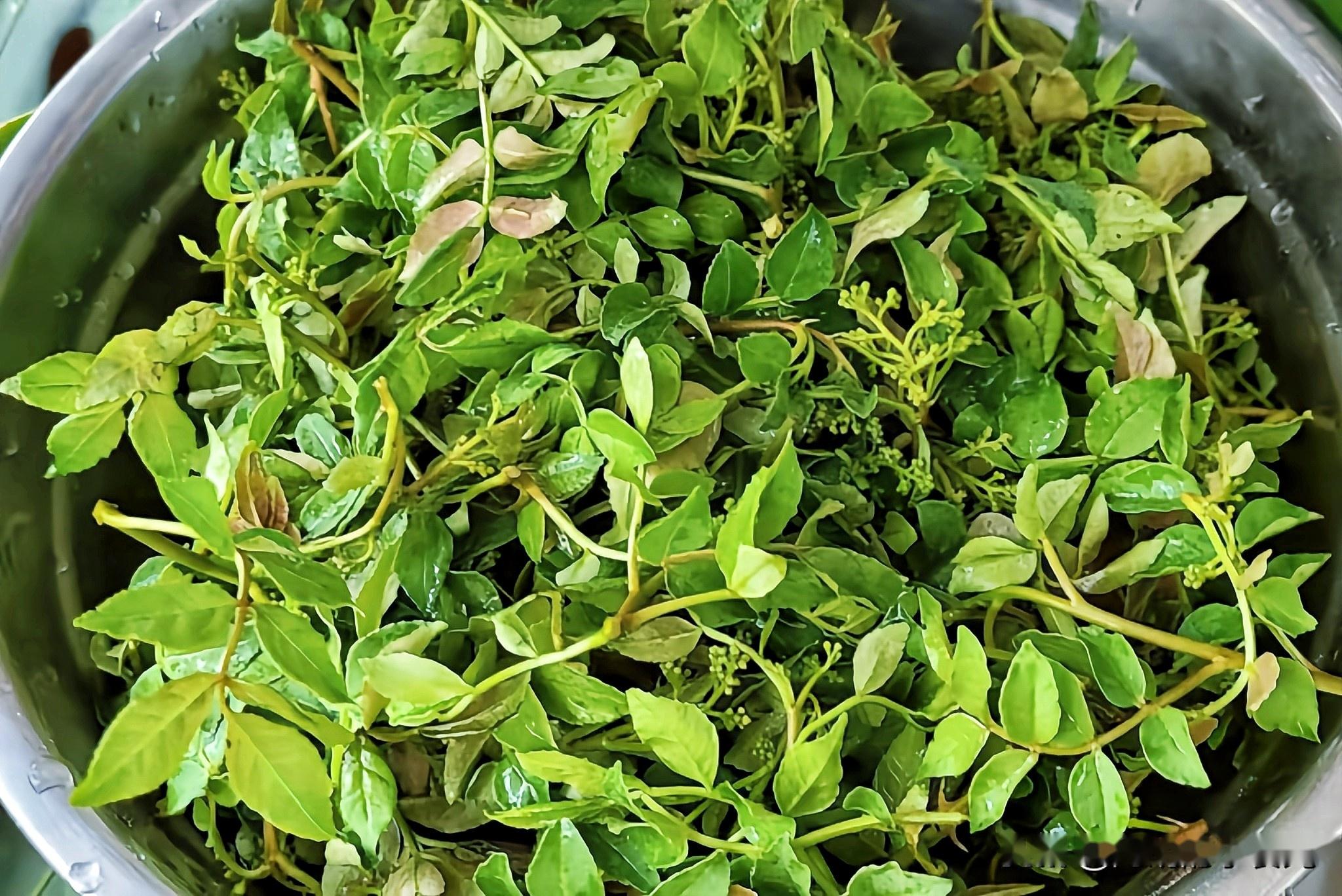 有哪些可食用的野菜?