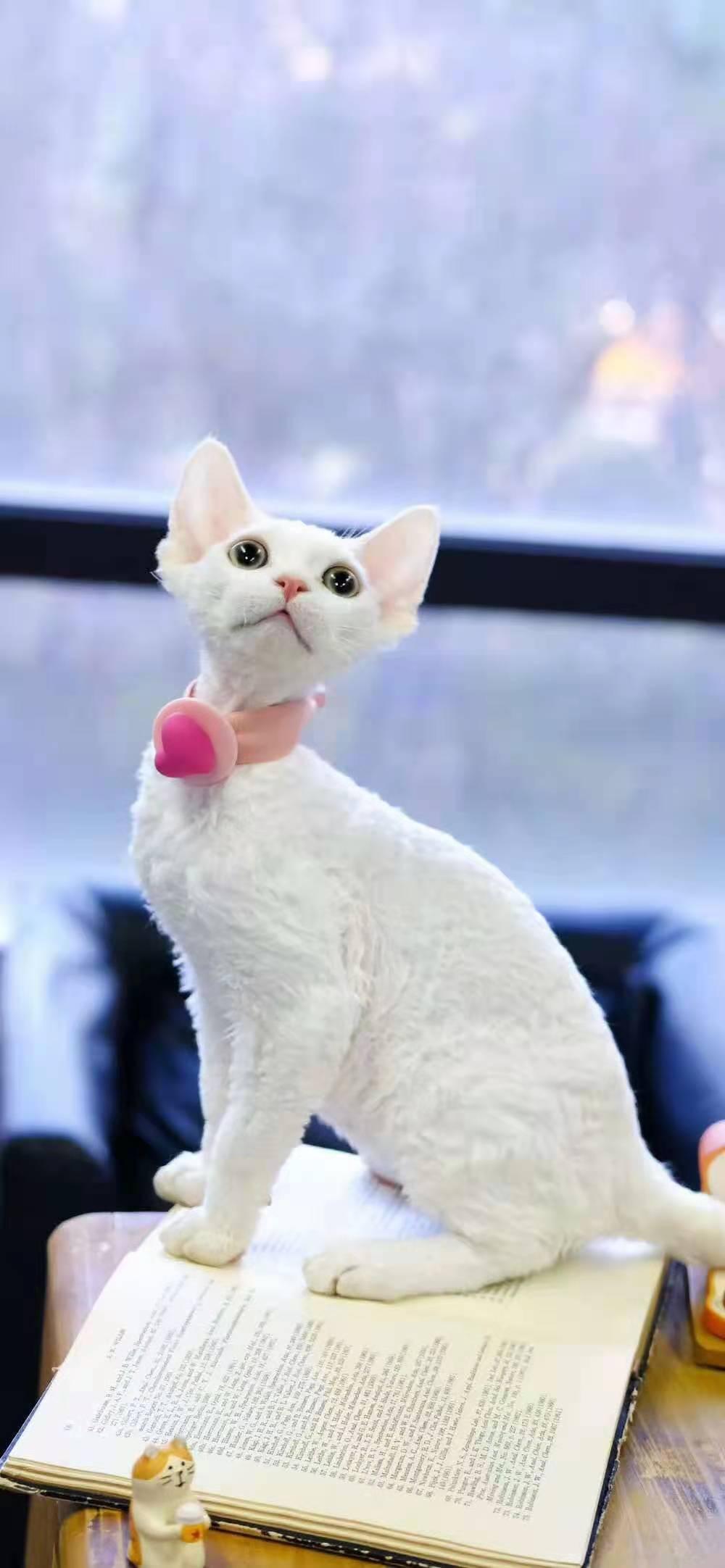 准备养德文猫了,大家觉得图中小猫如何?