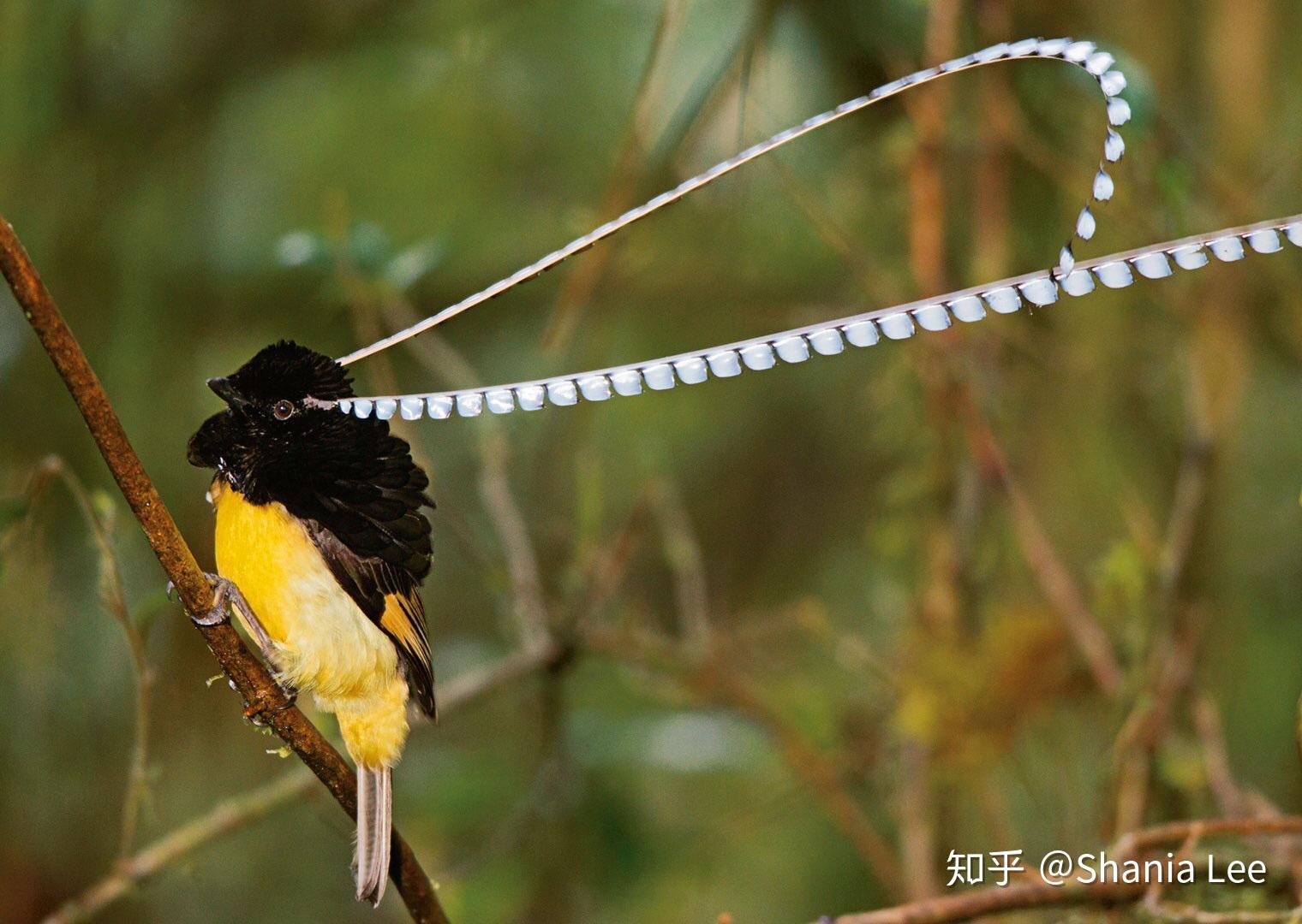 Free Images : bird, ground, wildlife, beak, colorful, feather, fowl ...