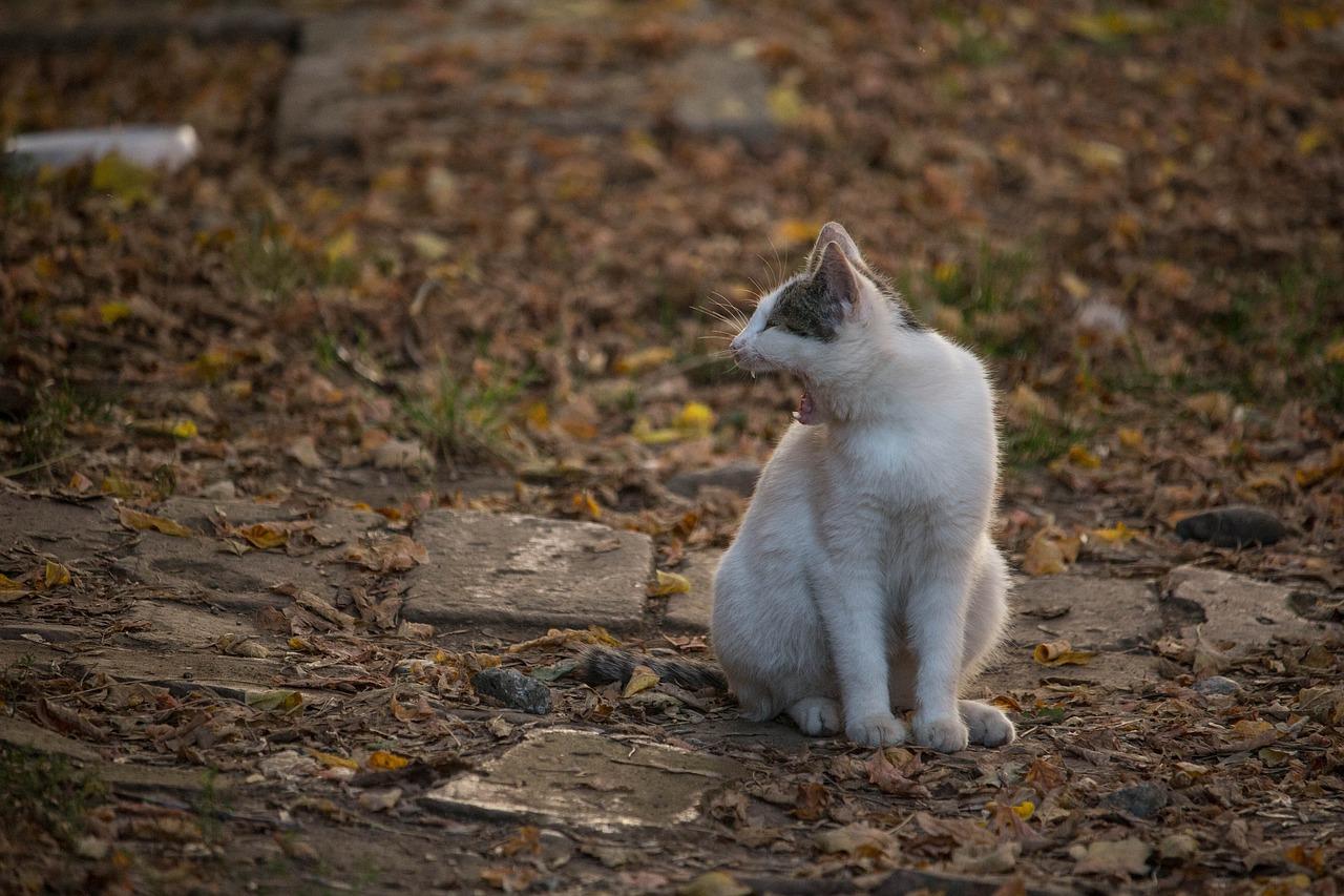 春日小狗成长记