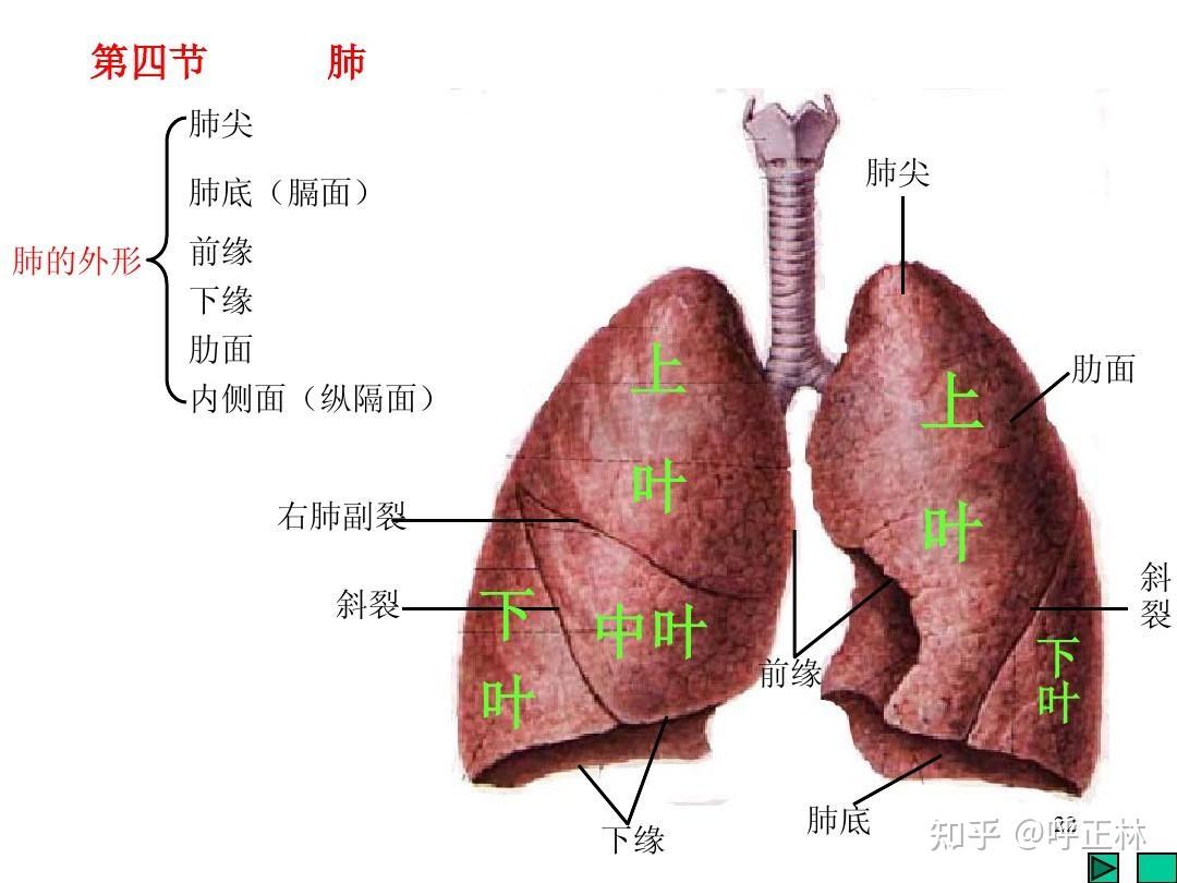 左肺斜裂区在哪里?