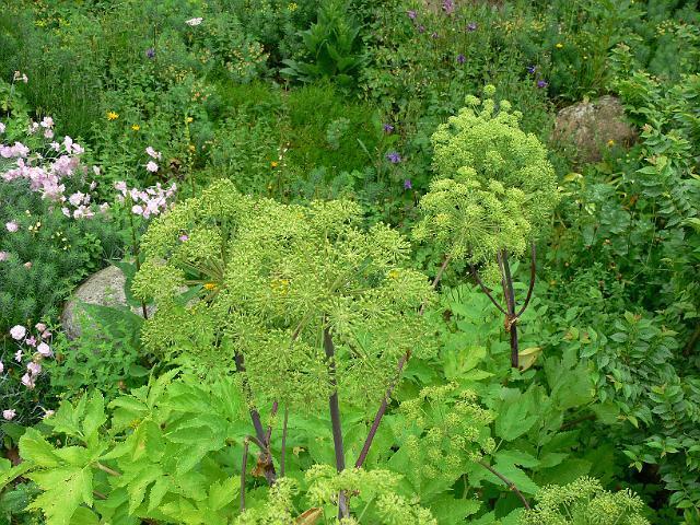 欧白芷精油的功效与作用