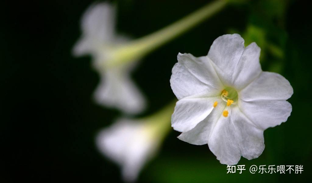 有哪些花是晚上盛开的? - 知乎