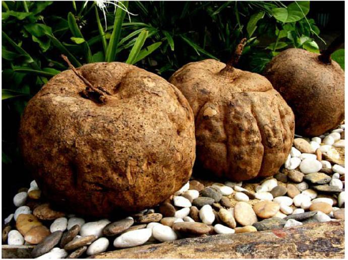 泰国野葛根丰胸效果怎么样?最新研究进展