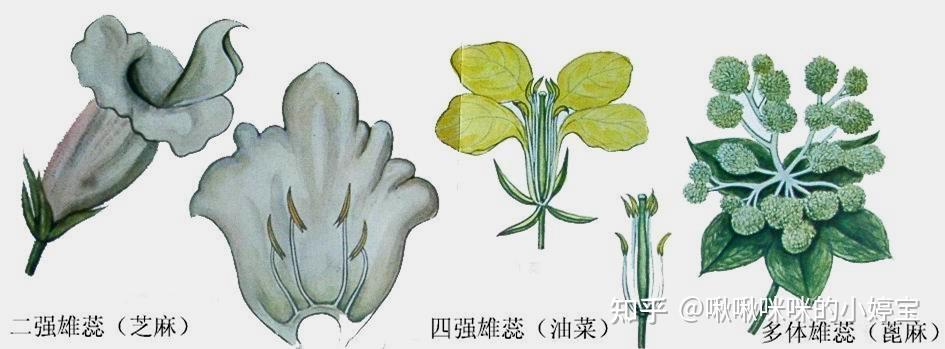 根茎叶花叶果实种子形态 - 知乎