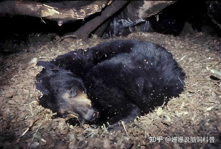 动物都冬眠，为啥人类不冬眠？理由很简单！ - 知乎