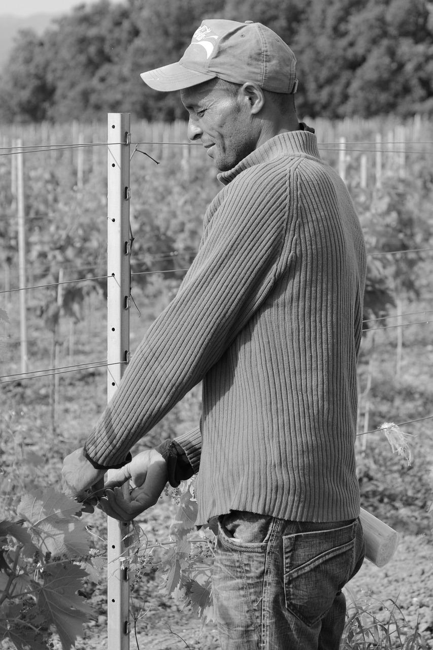 农活中的欢乐时光