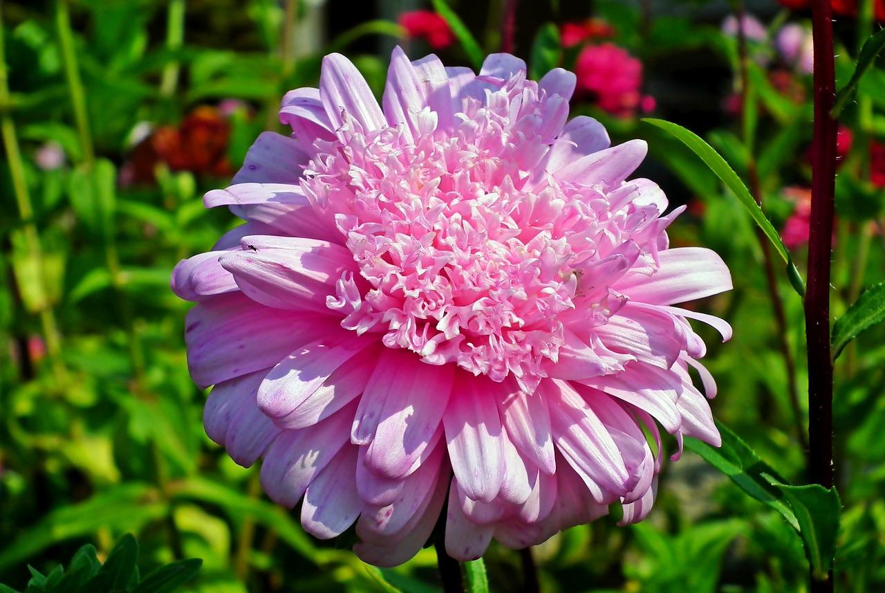 大丽花花语是什么