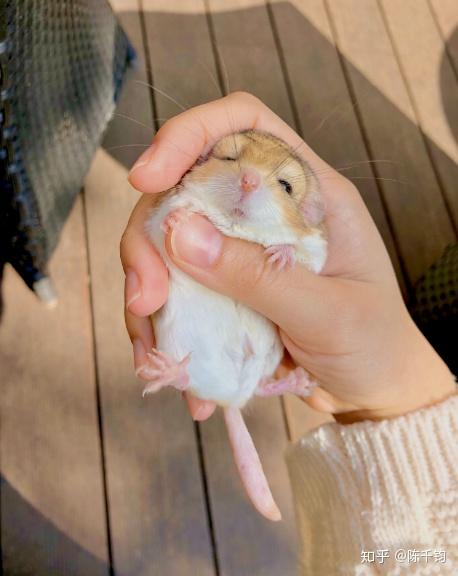 北非肥尾沙鼠通心粉鼠的寿命长短饲养环境食物营养比例