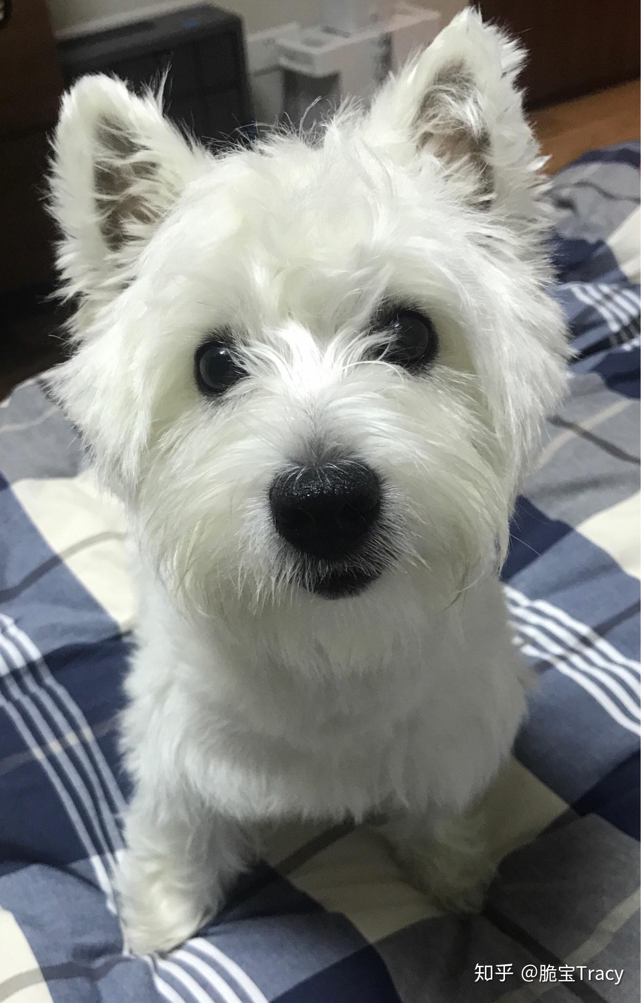 工作稳定时间闲暇想养一只小型宠物狗最好是体型长不大的那种不怎么