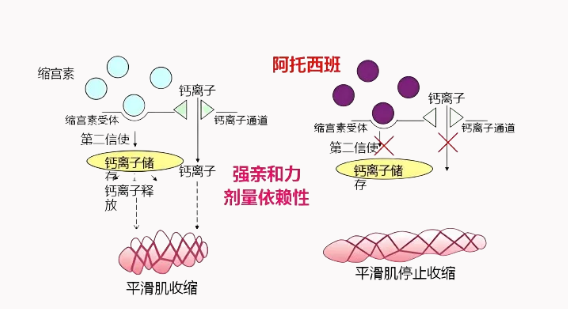 全面解析:激动剂,拮抗剂与反向激动剂的概念及作用机制