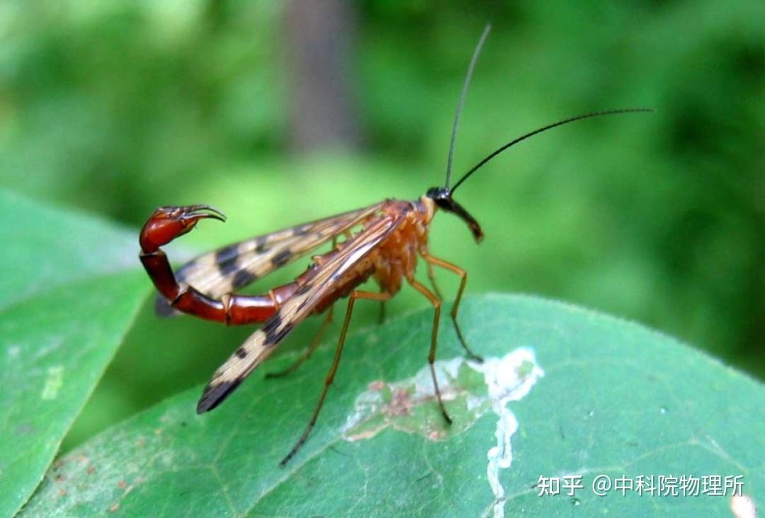 这难道不是蜜蜂吗？还真不是…… - 知乎