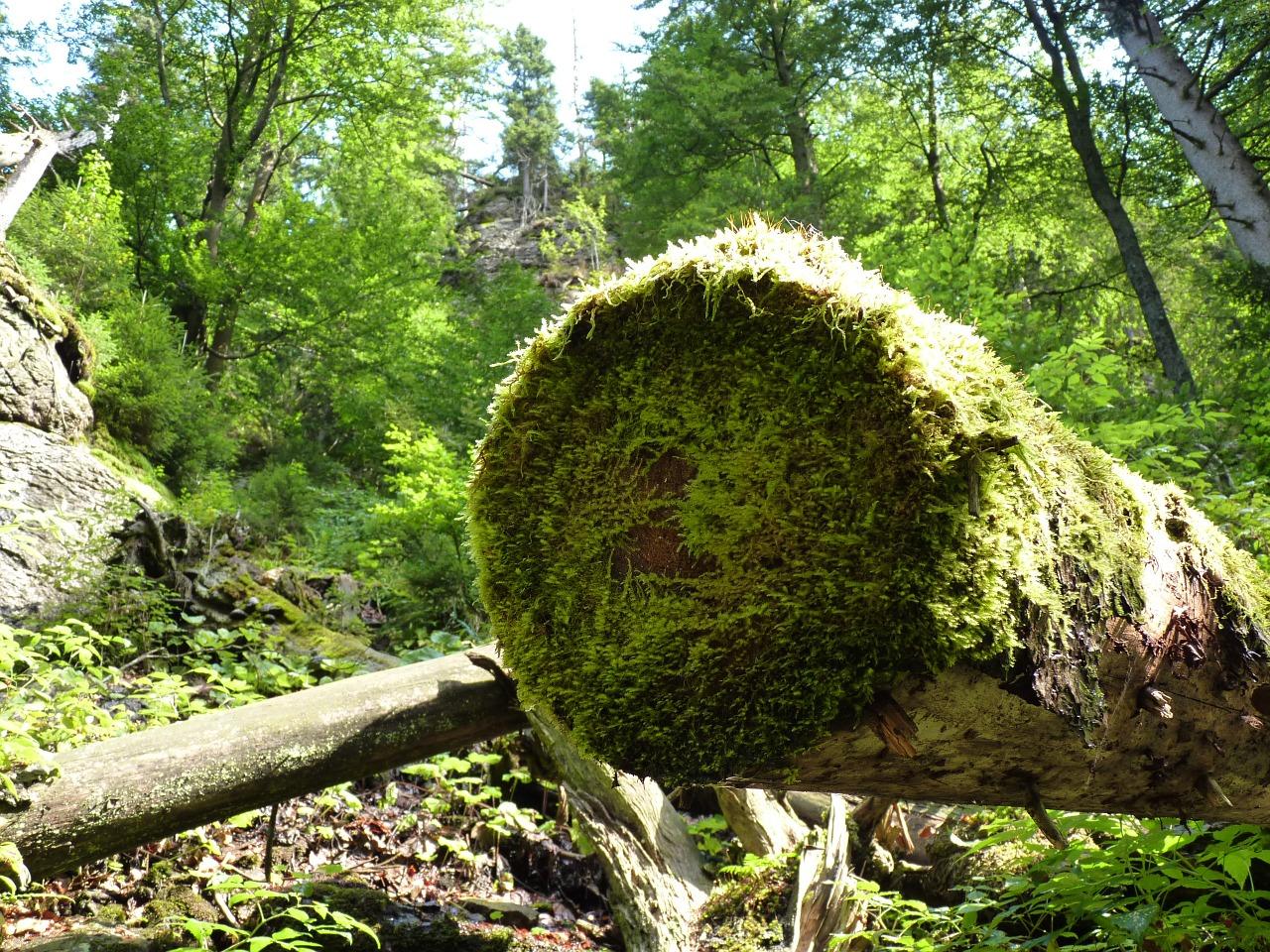 3. 阳木风水讲究