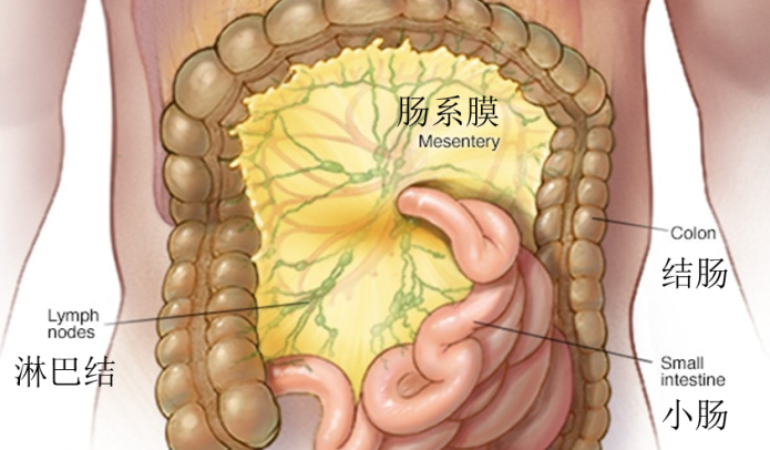 肠系膜根部图片