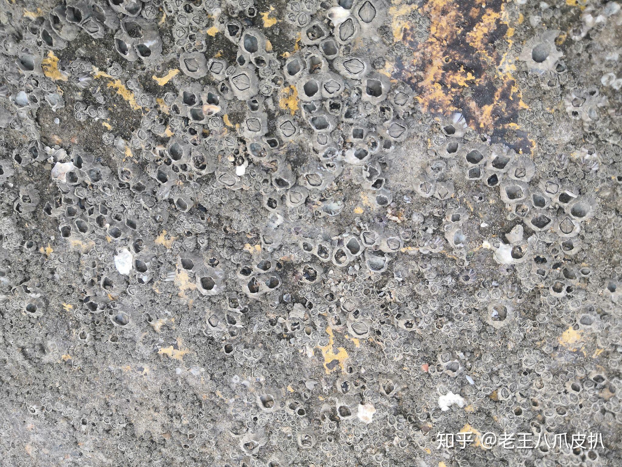 密集恐惧症会对如下图片感到恶心吗