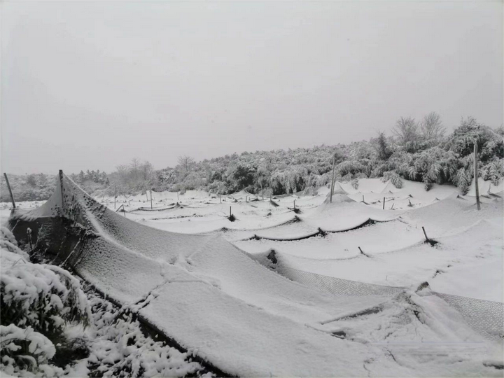 得州雪灾图片