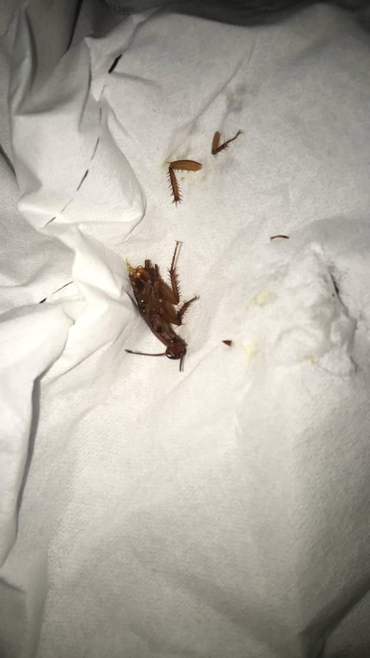 宿舍有蟑螂晚上在床上发现蟑螂是一种怎样的体验