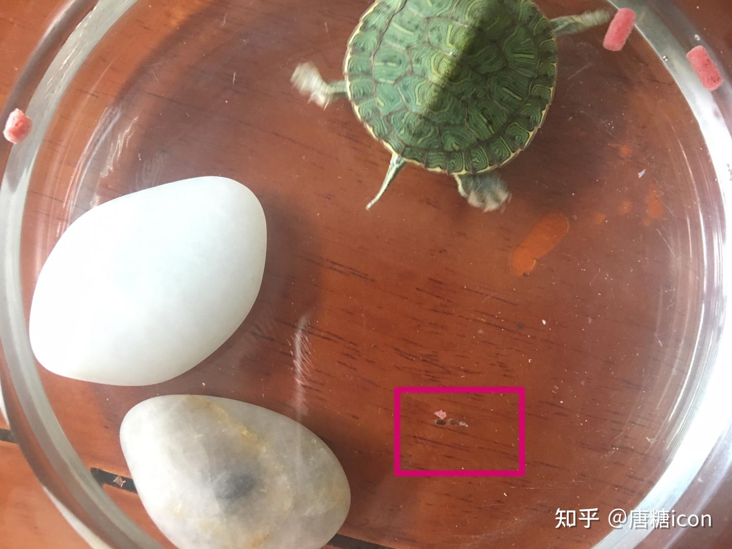 乌龟便便是否正常？ - 知乎