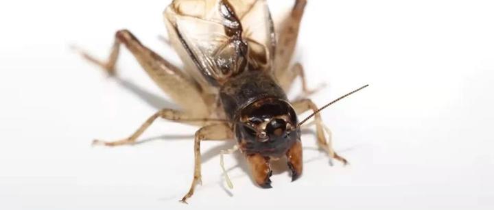 蟋蟀分享:红牙暗黄,七千元收.五战沙场挂帅归,三秋册中独跋扈.