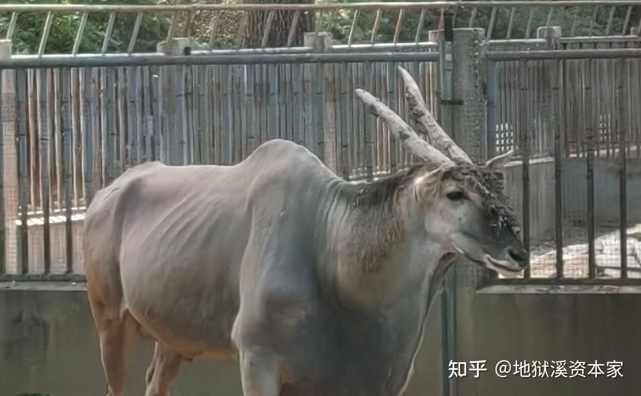 角马又叫牛羚,它到底是马、是牛还是羚羊? - 知乎