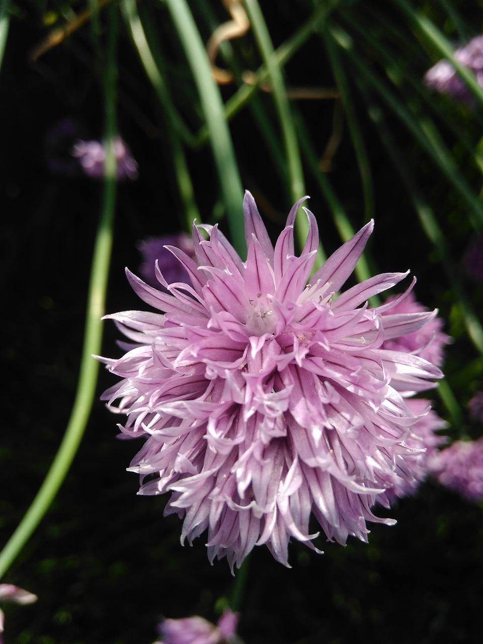 韭菜是什么类型的植物