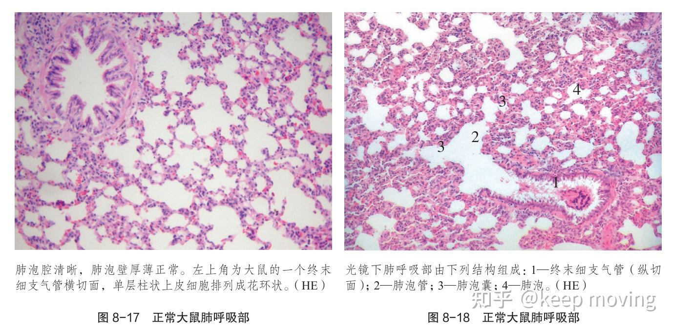 肺脏组织的基本结构 - 知乎